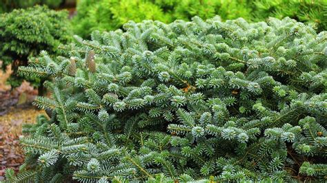 Abies Koreana Bonsai Blue: Korean Fir Bonsai | Conifer Kingdom