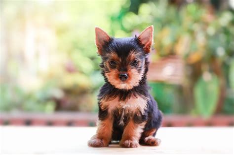 How Big Do Teacup Yorkies Get The Expected Size Of A Full Grown Teacup