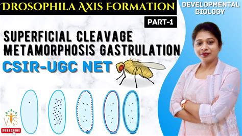 Drosophila Development Drosophila Life Cycle Syncytial