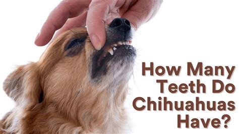 How Many Teeth Do Chihuahuas Have Dental Care Atractivopets