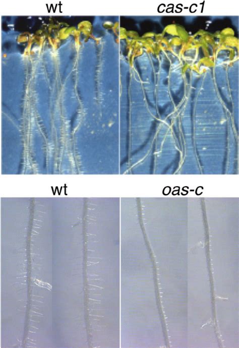 Root Phenotype Of The Cas C1 And Oas C Mutants Upper Panel Bright