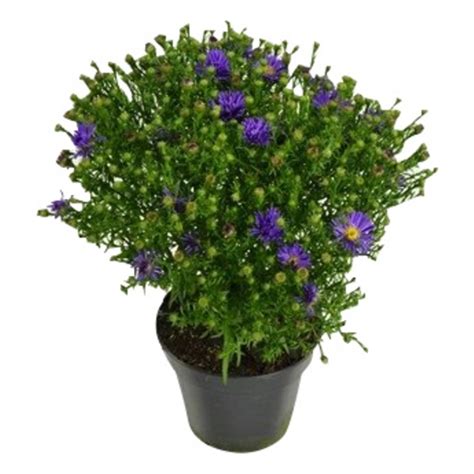 Gartenkrone Herbstaster Aster Hybriden Max Wuchsh He Cm Bl Te