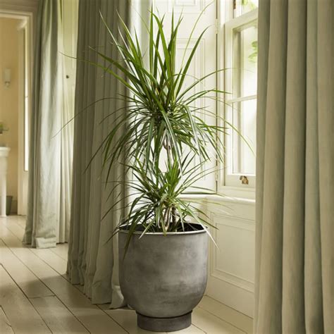 Discover The Best Indoor Plant Pots And Planters Daily Mail