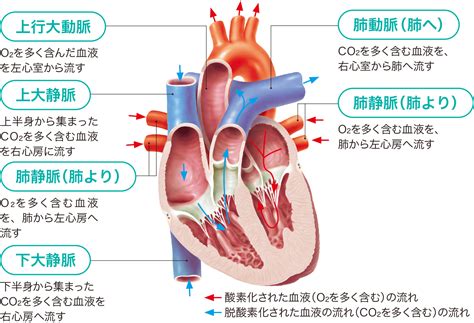 心臓のしくみとはたらき 看護roo カンゴルー