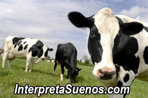 So Ar Con Vacas Significado De Los Sue Os