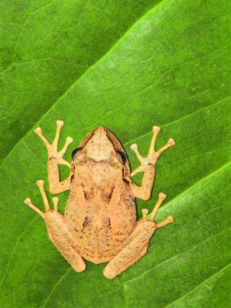 A Common Coqui Tree Frog Stock Photo Image Of Native 291231478