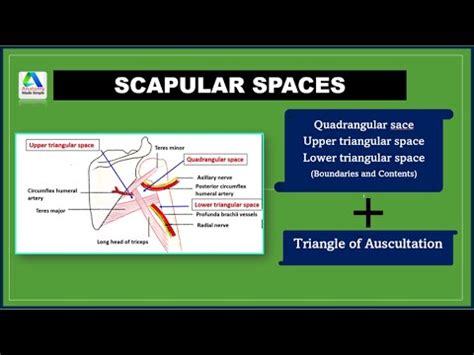 Intermuscular Spaces In Scapular Region Triangle Of Auscultaion