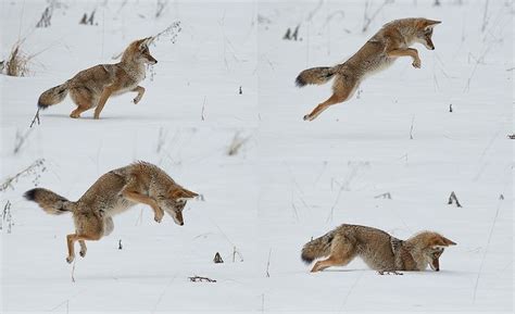 Coyote Jump | Coyote animal, Coyote hunting, Coyote