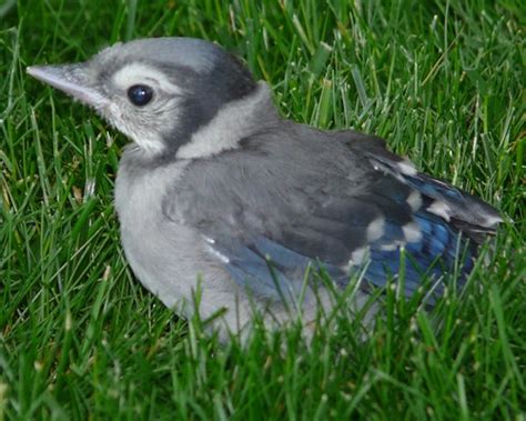 Baby Birdorable: Blue Jay in Baby Birds, Jays, Blue Jays