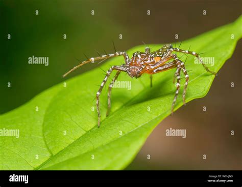 Lynx Spider Seen At Thanemaharashtraindia Stock Photo Alamy