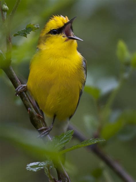 Blue Winged Warbler Vermivora Cyanoptera Blue Winged War Flickr