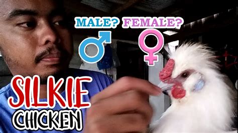 Identify The Gender Of Silkie Chicken Backyard Farm Youtube