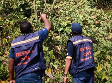 Corte Ou Poda De árvore Dependem De Autorização Portal Diário Do Aço