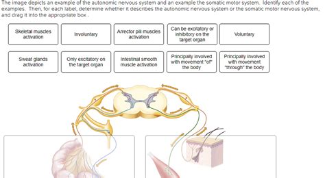 Solved The Image Depicts An Example Of The Autonomic Nervous System