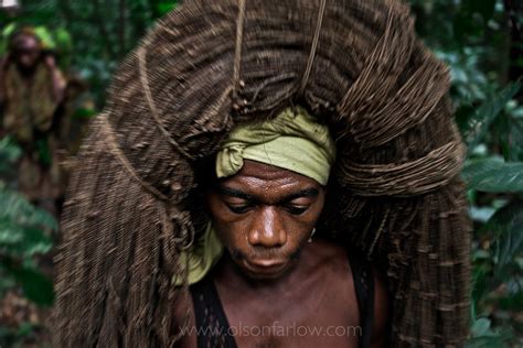 Net Hunting Pygmies Ituri Forest Democratic Republic Of Congo