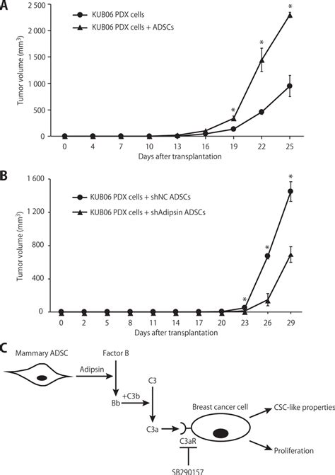 Tumor Growth Promoting Effect Of Mammary Adscs And Adipsin In Vivo A Download Scientific