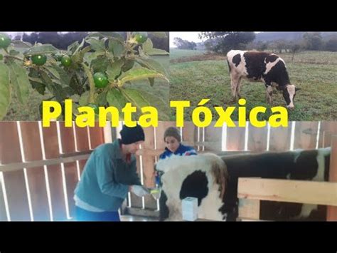 Como tratar Intoxicação por Plantas Tóxicas em Bovinos YouTube