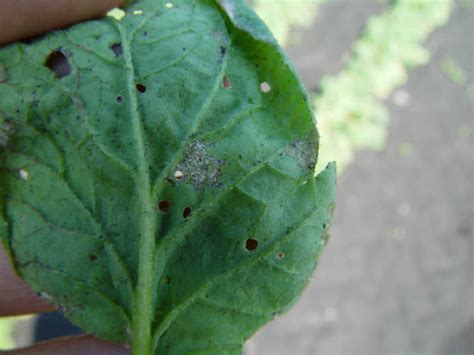 Downy Mildew Vegetable Disease Facts