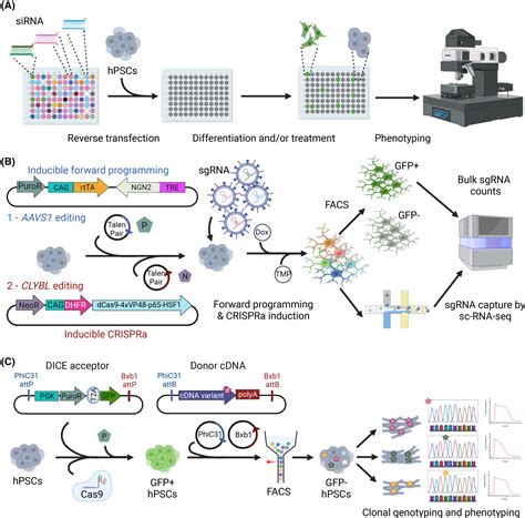 Manipulating And Studying Gene Function In Human Pluripotent Stem Cell