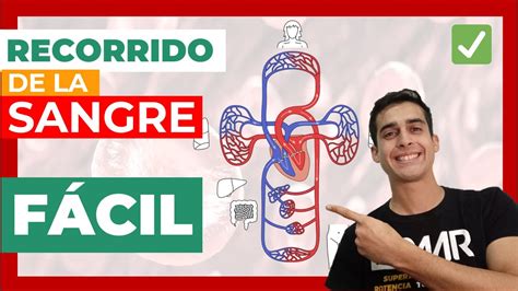 RECORRIDO DE LA SANGRE Fácil Circulación mayor y menor YouTube