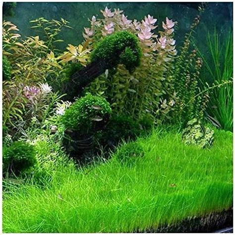 Dwarf Hairgrass Clump Eleocharis Parvula Live Aquarium Aquatic Etsy