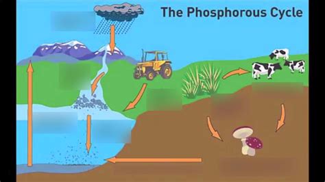 Phosphorus Cycle Diagram Quizlet