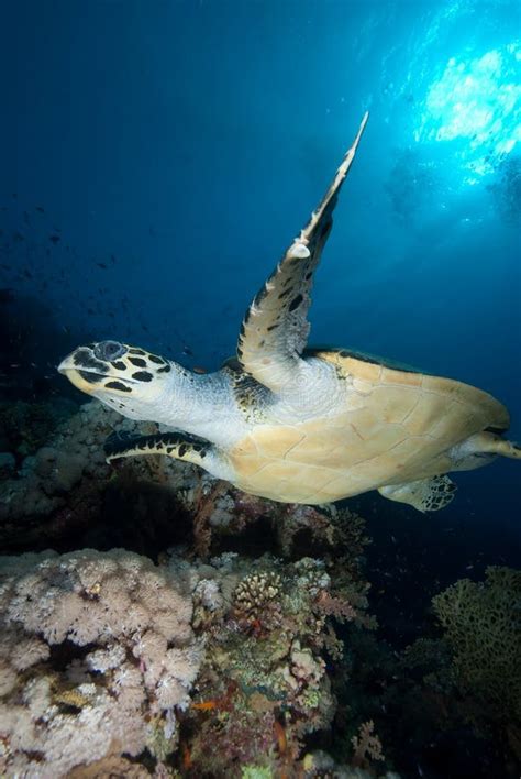 Hawksbill Turtle Eretmochelys Imbricata Stock Image Image Of Tropical Marine 11468537