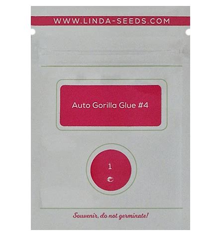 Auto Gorilla Glue 4 Strain Linda Seeds THC 20