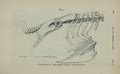 Category Cariamidae Bones Wikimedia Commons