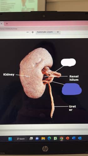 Lab Quiz Urinary Reproductive Flashcards Quizlet