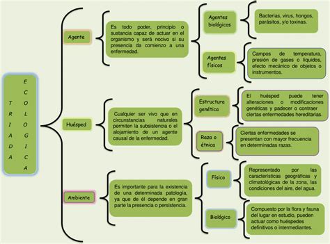 Cómo Hacer Un Cuadro Sinoptico Del Medio Ambiente ️ Incluye VÍdeo