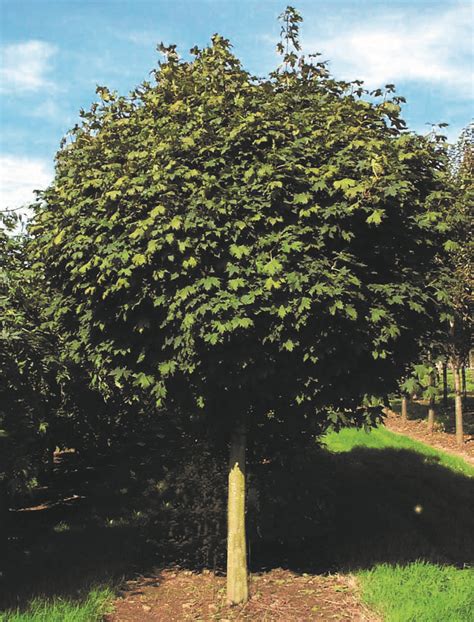 Buy Acer Platanoides Globosum Tree Hillier Trees