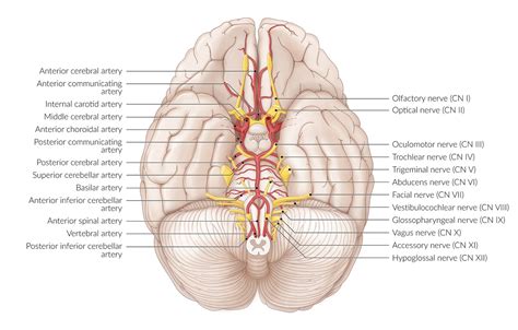 Cranial Nerve Palsies Knowledge Amboss Off