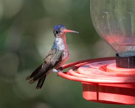 Eight Species Of Spectacular Hummingbirds —southeast Arizona June 2019