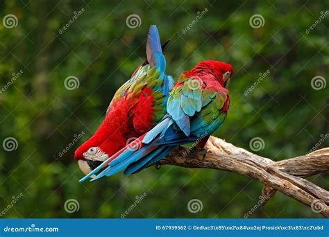 Pair Of Big Parrot Red And Green Macaw Ara Chloroptera Two Birds