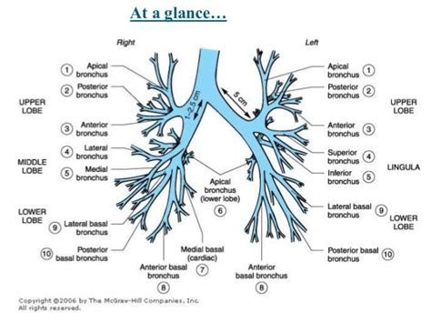 Lower Airway Anatomy - Anatomy Reading Source