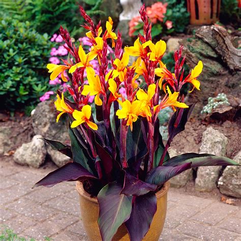 Buy Summer Flowering Bulbs J Parker Dutch Bulbs