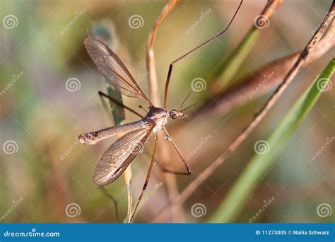 Tipula Crane Fly Tipulidae Diptera Nematocera Insect Larvae Of This