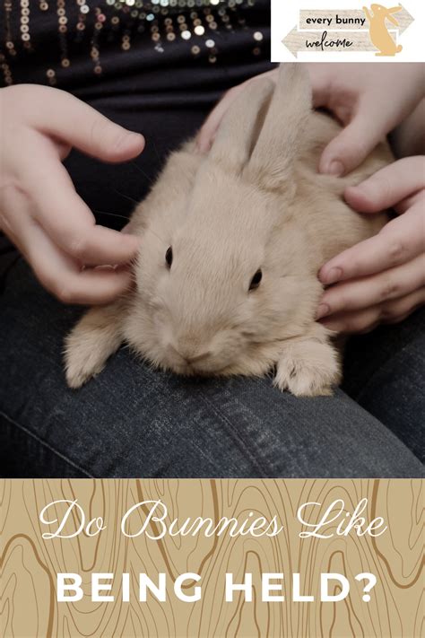 How To Clip Rabbits Nails Step By Step Process Artofit