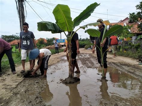 Tak Kunjung Diperbaiki Warga Desa Pranggong Indramayu Tanam Pohon