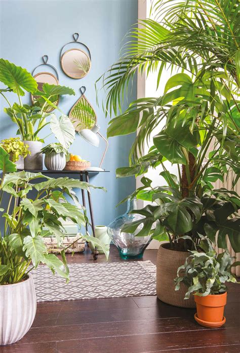 Plantes dintérieur la nouvelle tendance déco Femme Actuelle Le MAG