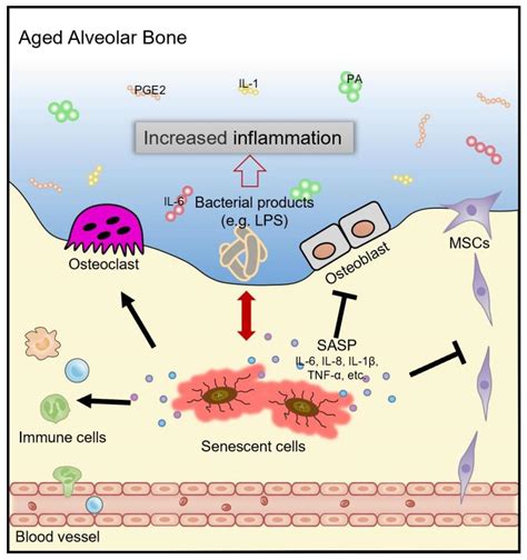 Biology Free Full Text Cellular Senescence And Periodontitis