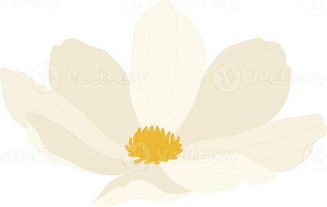 White Cosmos Flower Hand Drawn Illustration 10172743 PNG