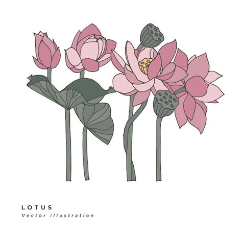 Premium Vector Hand Draw Lotus Flowers Illustration