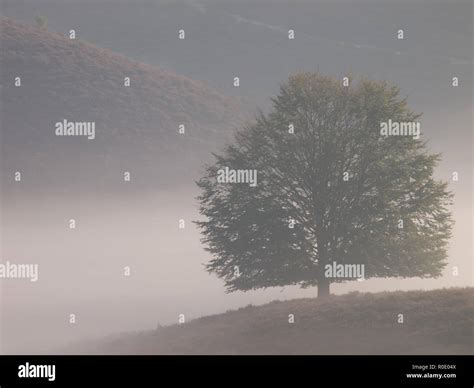 Tree silhouette on hill Stock Photo - Alamy