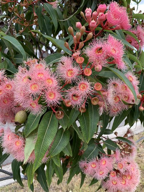 Flowering gum tree on my street a few months back : r/gardening