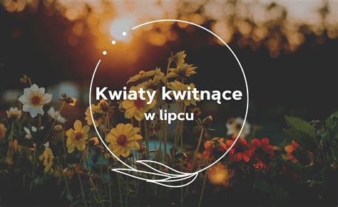 Kwiaty kwitnące w lipcu najpiękniejsze gatunki do ogrodu