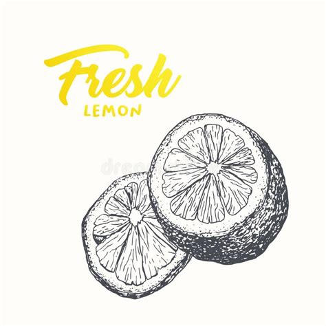 Dise O Fresco De La Bandera Del Vector De Los Limones Ilustraci N Del