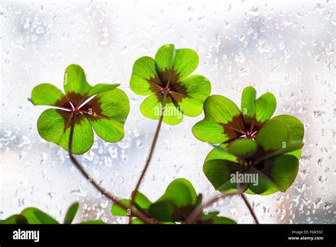 Vierblättrige blume Fotos und Bildmaterial in hoher Auflösung Alamy