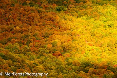 2021 BLUE RIDGE FALL COLORS - Desert-Rat-Photography